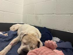 Shelter Stray Male Dog last seen 91ST AVE & THOMAS, 5501 E Van Buren St, Phoenix, AZ 85008, USA