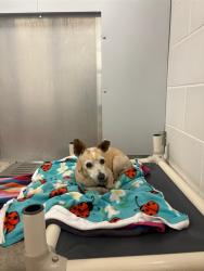 Shelter Stray Male Dog last seen INDIAN SCHOOL & 67TH, 5501 E Van Buren St, Phoenix, AZ 85008, USA