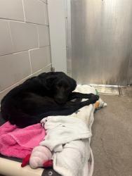 Shelter Stray Male Dog last seen 59TH AVE - GLENDALE, 5501 E Van Buren St, Phoenix, AZ 85008, USA