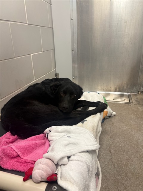 Shelter Stray Male Dog last seen 59TH AVE - GLENDALE, 5501 E Van Buren St, Phoenix, AZ 85008, USA