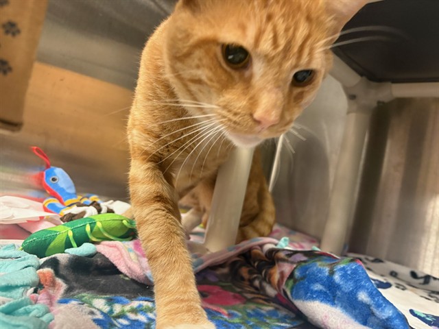 Shelter Stray Male Cat last seen NOT GIVEN, 5501 E Van Buren St, Phoenix, AZ 85008, USA