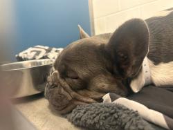 Shelter Stray Male Dog last seen 59TH AVE/VAN BUREN, 5501 E Van Buren St, Phoenix, AZ 85008, USA