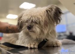 Shelter Stray Female Dog last seen Near BLOCK E THORNTON AVE, HEMET, CA 92543, 581 S Grand Ave, San Jacinto, CA 92582, USA