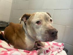 Shelter Stray Male Dog last seen 24TH ST/VAN BUREN, 5501 E Van Buren St, Phoenix, AZ 85008, USA