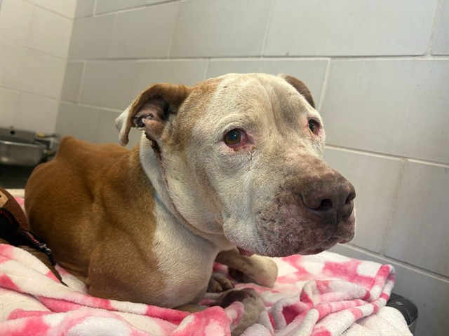 Shelter Stray Male Dog last seen 24TH ST/VAN BUREN, 5501 E Van Buren St, Phoenix, AZ 85008, USA