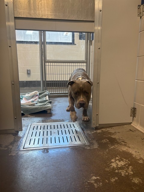 Shelter Stray Male Dog last seen 24TH ST/VAN BUREN, 5501 E Van Buren St, Phoenix, AZ 85008, USA