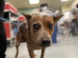 Shelter Stray Female Dog last seen Near BLOCK DELTA DR, NUEVO, CA, 581 S Grand Ave, San Jacinto, CA 92582, USA
