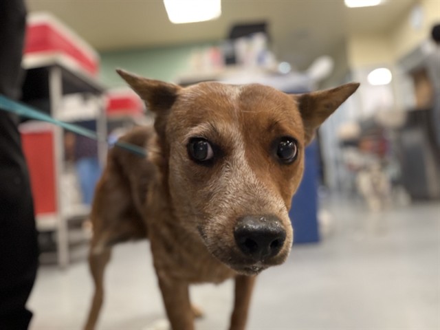 Shelter Stray Female Dog last seen Near BLOCK DELTA DR, NUEVO, CA, 581 S Grand Ave, San Jacinto, CA 92582, USA