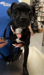 Shelter Stray Female Dog last seen Near BLOCK S GILBERT ST, HEMET, CA, 581 S Grand Ave, San Jacinto, CA 92582, USA