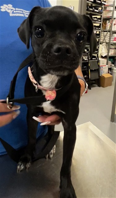 Shelter Stray Female Dog last seen Near BLOCK S GILBERT ST, HEMET, CA, 581 S Grand Ave, San Jacinto, CA 92582, USA