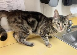 Shelter Stray Female Cat last seen Near BLOCK S MILLBURN, COLORADO SPRINGS CO 80906, 610 Abbot Ln, Colorado Springs, CO 80905, USA