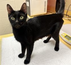 Shelter Stray Female Cat last seen Near BLOCK N CIRCLE DR, COLORADO SPRINGS CO 80909, 610 Abbot Ln, Colorado Springs, CO 80905, USA