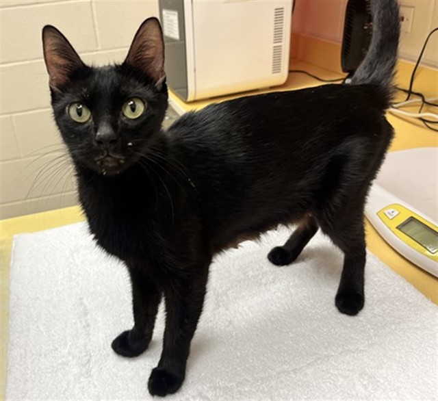 Shelter Stray Female Cat last seen Near BLOCK N CIRCLE DR, COLORADO SPRINGS CO 80909, 610 Abbot Ln, Colorado Springs, CO 80905, USA