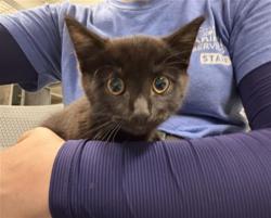 Shelter Stray Male Cat last seen , 600 Aviation Dr, Camarillo, CA 93010, USA
