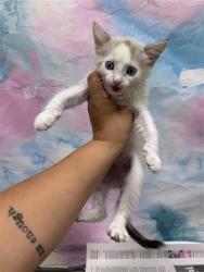 Shelter Stray Female Cat last seen SUMMERTON CIRCLE / PEPINO WAY, 9150 Union Park Way, Elk Grove, CA 95624, USA