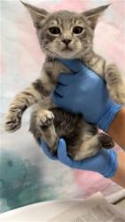 Shelter Stray Female Cat last seen NEIMAN WAY / BRADSHAW RD, 9150 Union Park Way, Elk Grove, CA 95624, USA