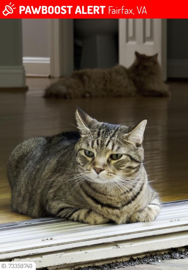 Lost Male Cat last seen Monument Drive & Fields Brigade Ln, Fairfax, VA 22033