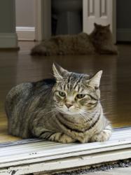 Lost Male Cat last seen Monument Drive & Fields Brigade Ln, Fairfax, VA 22033