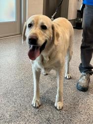 Shelter Stray Male Dog last seen Near BLOCK CLAY ST, 12155 Park Blvd, Brighton, CO 80601, USA