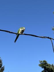 Found/Stray Unknown Bird last seen 90th, Seattle, WA 98103
