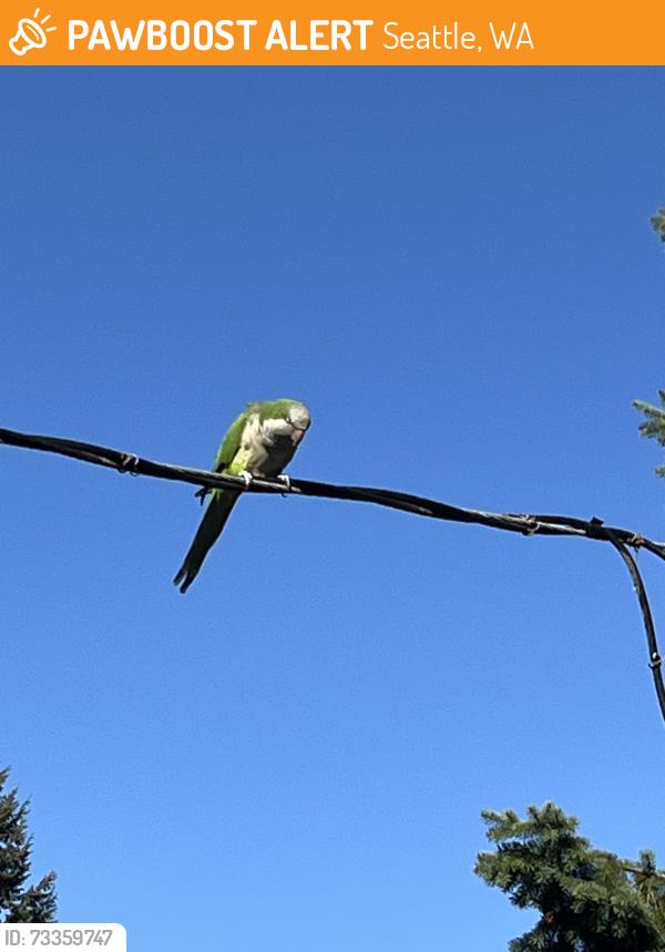 Found/Stray Unknown Bird last seen 90th, Seattle, WA 98103
