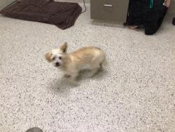 Shelter Stray Female Dog last seen Near BLOCK W 104TH AVE, 12155 Park Blvd, Brighton, CO 80601, USA