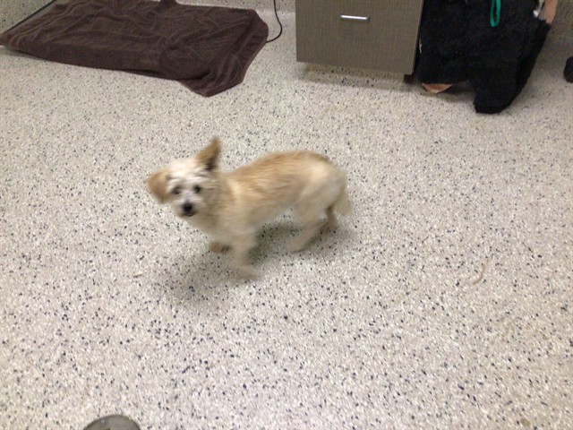 Shelter Stray Female Dog last seen Near BLOCK W 104TH AVE, 12155 Park Blvd, Brighton, CO 80601, USA