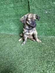 Shelter Stray Female Dog last seen , 5210 W Ave I, Lancaster, CA 93536, USA