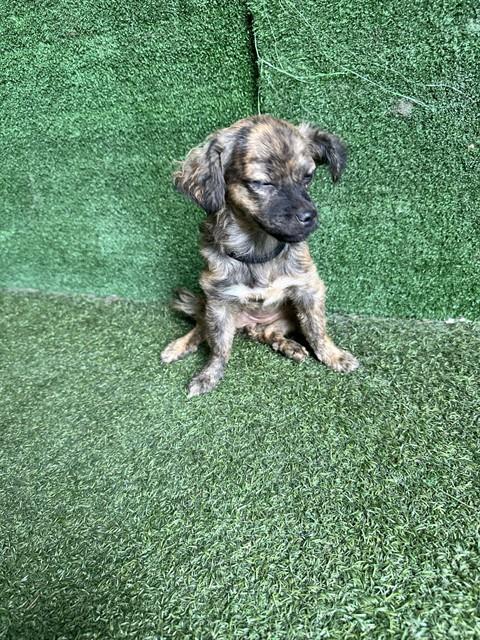 Shelter Stray Female Dog last seen , 5210 W Ave I, Lancaster, CA 93536, USA