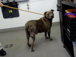 Shelter Stray Female Dog last seen DUNLAP AVE AND VOGEL AVE, 1920 S Lewis, Mesa, AZ 85210, USA