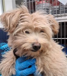 Shelter Stray Female Dog last seen PASEO CORVUS AND VIENTO ESTRELLA, 130 Beyer Way, Chula Vista, CA 91911, USA