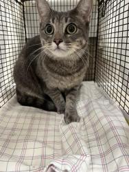Shelter Stray Female Cat last seen Near BLOCK NW 115 AV, CORAL SPRINGS FL 33065, 2400 SW 42nd St, Fort Lauderdale, FL 33312, USA