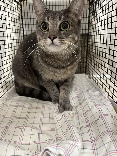 Shelter Stray Female Cat last seen Near BLOCK NW 115 AV, CORAL SPRINGS FL 33065, 2400 SW 42nd St, Fort Lauderdale, FL 33312, USA