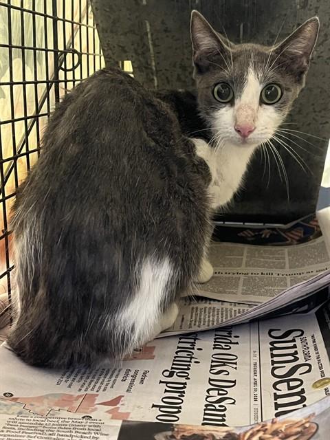 Shelter Stray Female Cat last seen Near BLOCK SW 10 ST, FORT LAUDERDALE FL 33315, 2400 SW 42nd St, Fort Lauderdale, FL 33312, USA
