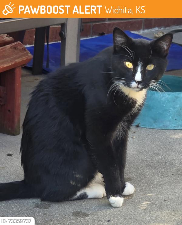 Found/Stray Male Cat last seen Bedford and Bellaire, Wichita, KS 67207