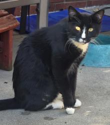 Found/Stray Male Cat last seen Bedford and Bellaire, Wichita, KS 67207