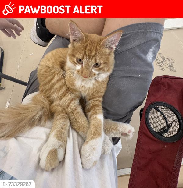 Lost Male Cat last seen S Green tree dr, Clackamas County, OR 97045