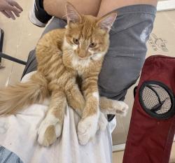 Lost Male Cat last seen S Green tree dr, Clackamas County, OR 97045