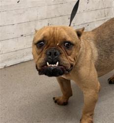 Shelter Stray Male Dog last seen MISSION INN IN RIVERSIDE(DUMPED HERE), 333 Chandler Pl, San Bernardino, CA 92408, USA