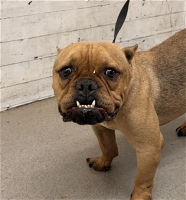 Shelter Stray Male Dog last seen MISSION INN IN RIVERSIDE(DUMPED HERE), 333 Chandler Pl, San Bernardino, CA 92408, USA