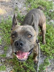 Shelter Stray Male Dog last seen Near BLOCK W BROWARD BLVD, FORT LAUDERDALE, FL 33312, 2400 SW 42nd St, Fort Lauderdale, FL 33312, USA