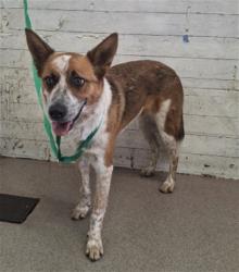 Shelter Stray Male Dog last seen Near BLOCK S MOUNTAIN VIEW, 333 Chandler Pl, San Bernardino, CA 92408, USA