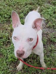 Shelter Stray Female Dog last seen Near BLOCK SW 2ND ST, FORT LAUDERDALE, FL 33312, 2400 SW 42nd St, Fort Lauderdale, FL 33312, USA
