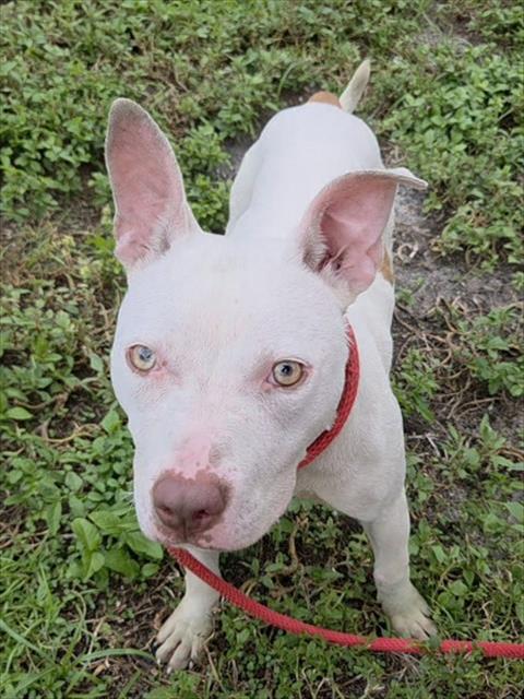 Shelter Stray Female Dog last seen Near BLOCK SW 2ND ST, FORT LAUDERDALE, FL 33312, 2400 SW 42nd St, Fort Lauderdale, FL 33312, USA