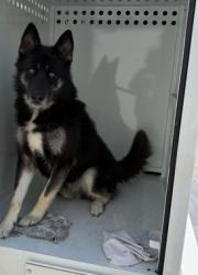 Shelter Stray Male Dog last seen , West Valley Animal Shelter, 20655 Plummer St, Chatsworth, CA 91311, USA