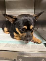 Shelter Stray Male Dog last seen , West Valley Animal Shelter, 20655 Plummer St, Chatsworth, CA 91311, USA
