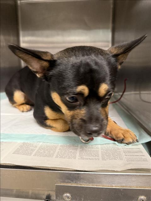 Shelter Stray Male Dog last seen , West Valley Animal Shelter, 20655 Plummer St, Chatsworth, CA 91311, USA