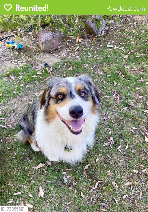 Reunited Male Dog last seen In neighborhoods off of Rancho California near Palomar Village, Temecula, CA 92592