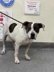 Shelter Stray Male Dog last seen , 3201 Lacy St, Los Angeles, CA 90031, USA