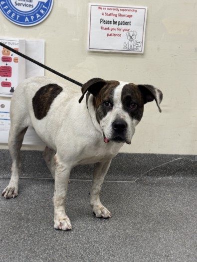 Shelter Stray Male Dog last seen , 3201 Lacy St, Los Angeles, CA 90031, USA
